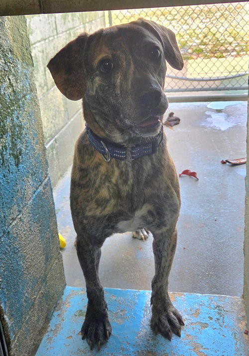 Diesel - At shelter