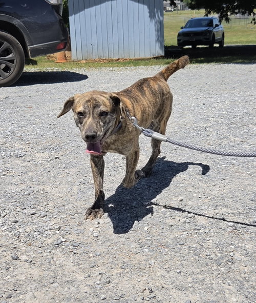 Diesel - At the shelter, an adoptable Boxer in Rustburg, VA