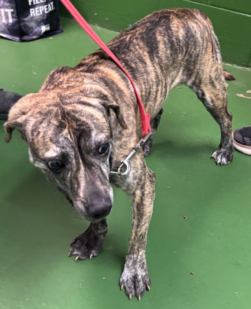 Diesel: At The Shelter photo 2