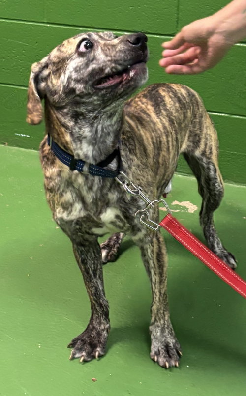 Diesel: At The Shelter