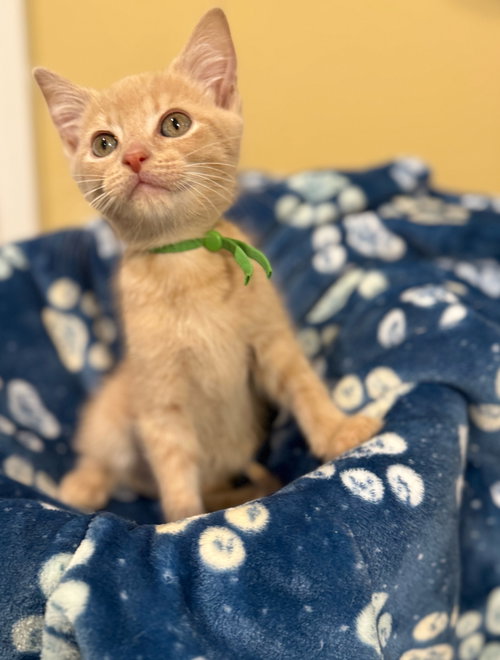 Reef - Not at shelter (Faith) Av 7/3, Baby Domestic Short Hair (short coat), cat for adoption in Roanoke, Virginia
