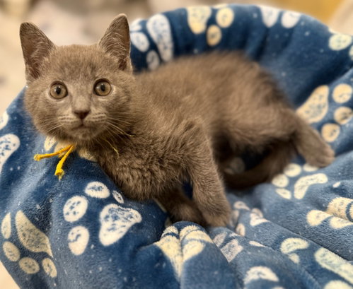 Wave - Not at Shelter (Faith) Av 7/3, Baby Domestic Short Hair (short coat), cat for adoption in Roanoke, Virginia