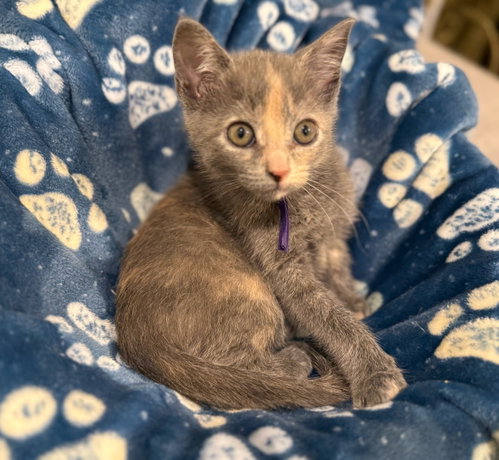 Coral - Not at the shelter (Faith) 7/3, Baby Domestic Short Hair (short coat), cat for adoption in Roanoke, Virginia