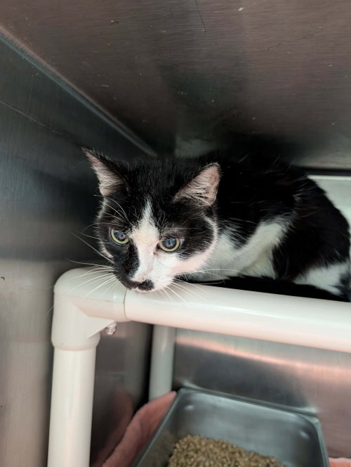 Dexter - At shelter