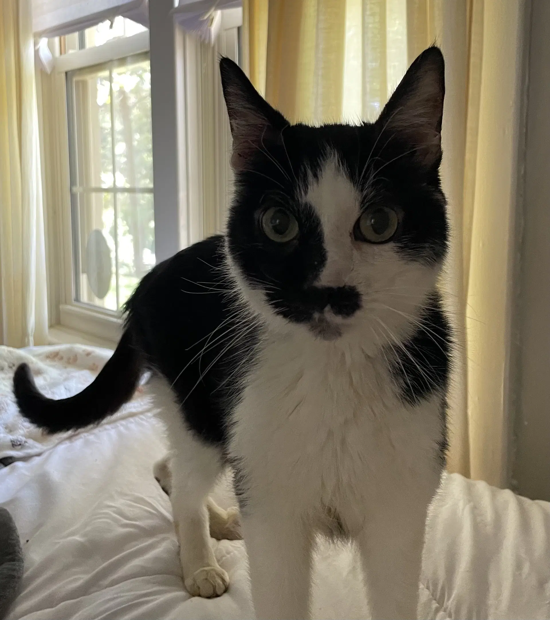 Dexter - At Shelter - Domestic Short Hair