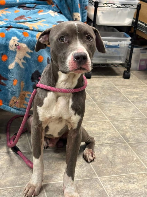 Bart - At shelter available 6/21
