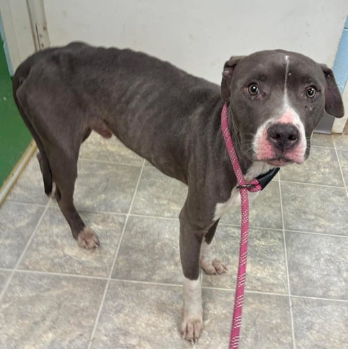 Bart: At Shelter photo 2