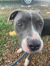 Bart: At shelter - Photo 3