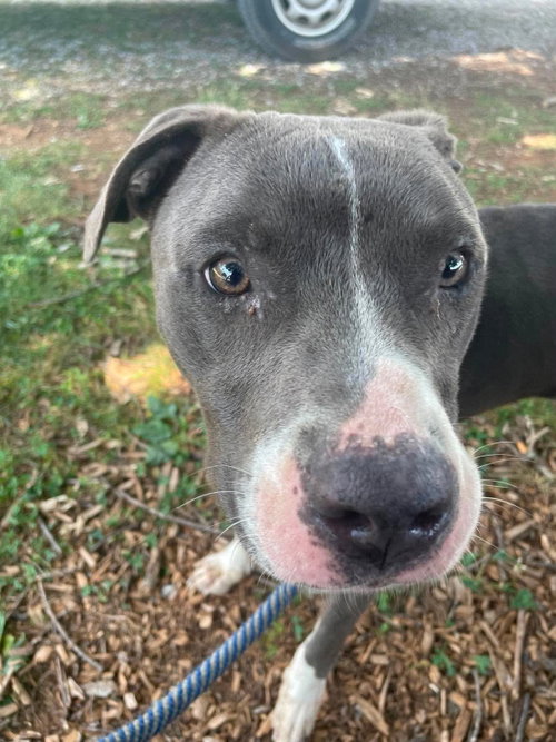 Bart: At Shelter photo 3
