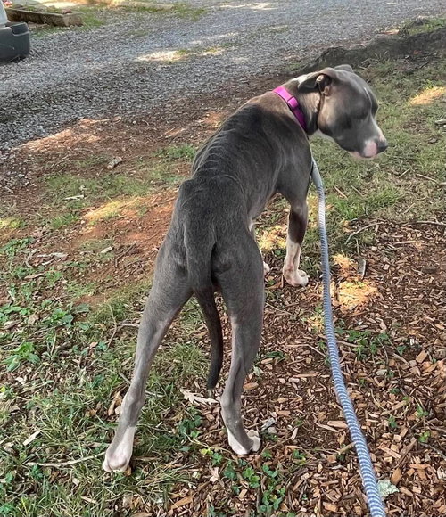 Bart: At Shelter photo 4
