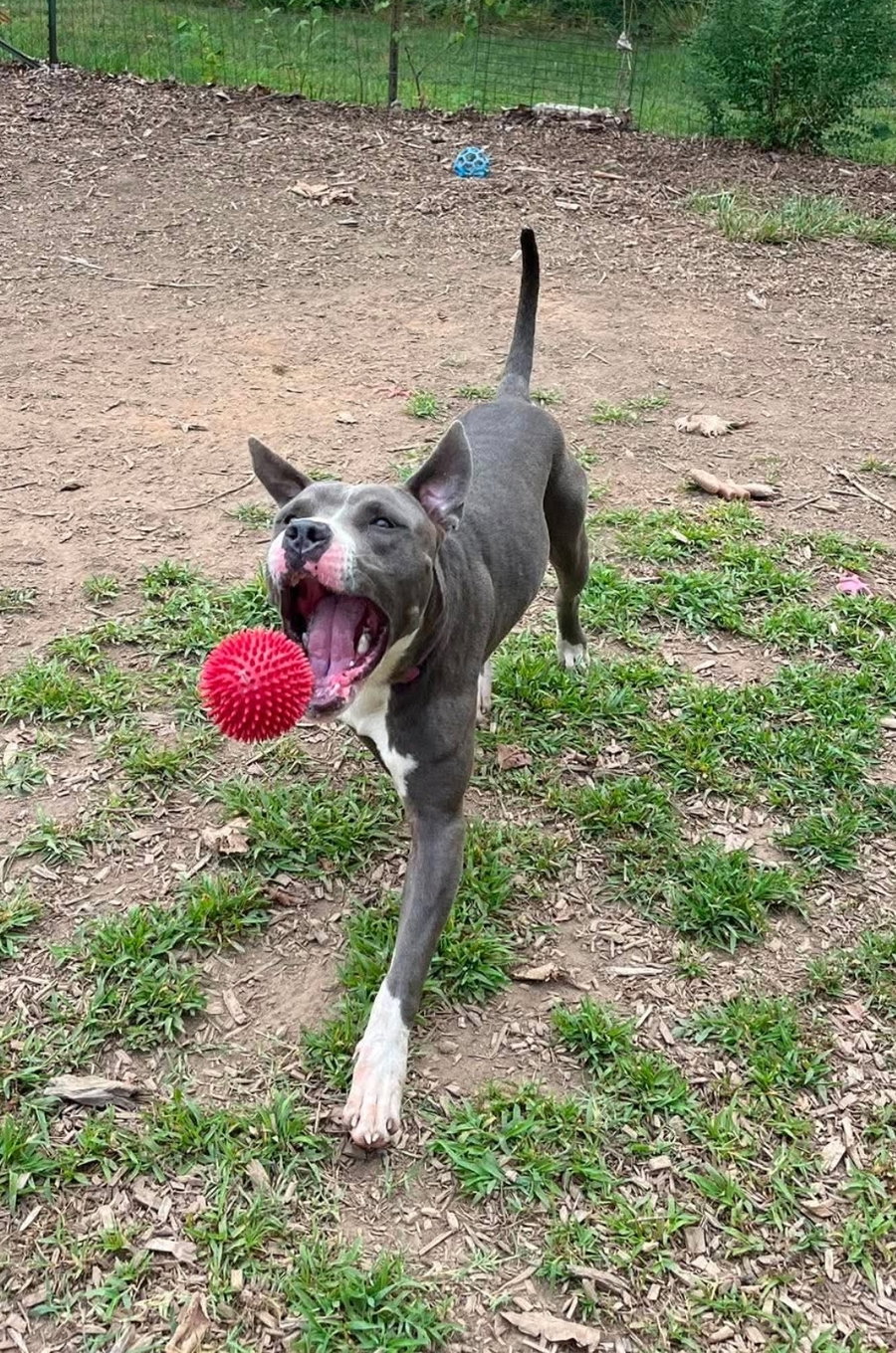 Bart: At shelter