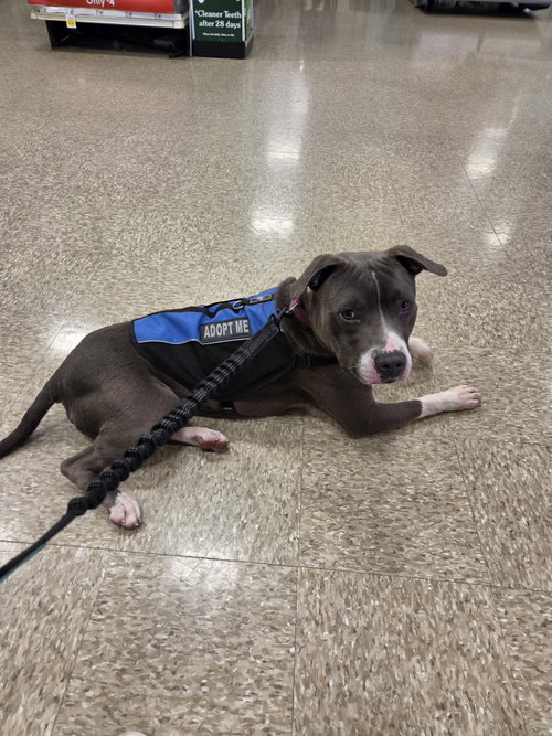 BART: AT SHELTER - Pit Bull Terrier available for adoption