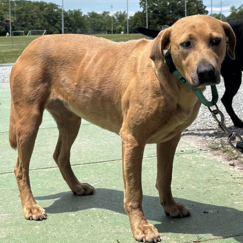 Brook - At shelter available 6/21