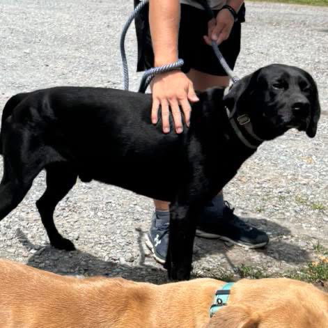 Waylon - At shelter available 6/26