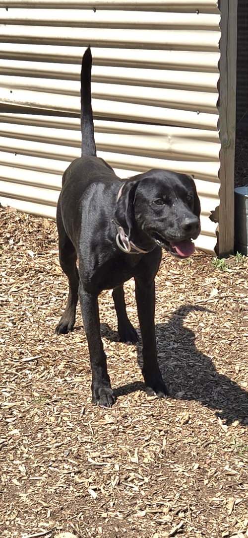 WAYLON - AT SHELTER AVAILABLE 6/26