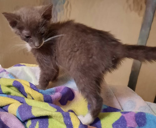 Cappuccino - Not at the Shelter (Donna), Baby Domestic Short Hair (short coat), cat for adoption in Roanoke, Virginia