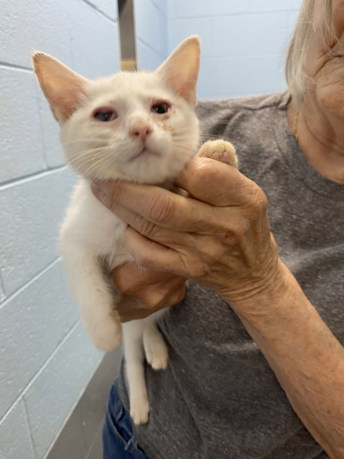 Latte - At shelter
