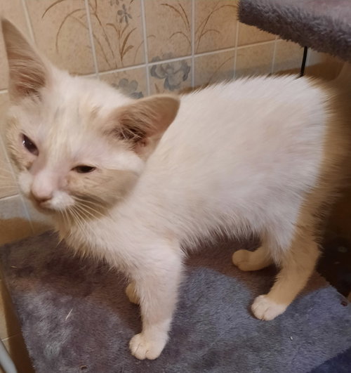 Latte - Not at the Shelter (Donna), Baby Domestic Short Hair (short coat), cat for adoption in Roanoke, Virginia