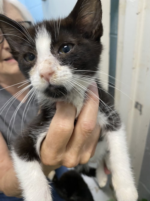 Java - At shelter