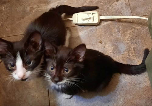 Java - Not at shelter (Donna), Baby Domestic Short Hair (short coat), cat for adoption in Roanoke, Virginia