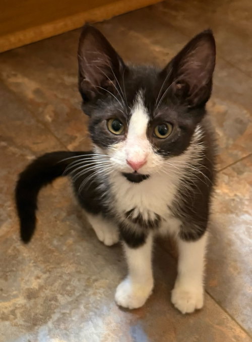 Java