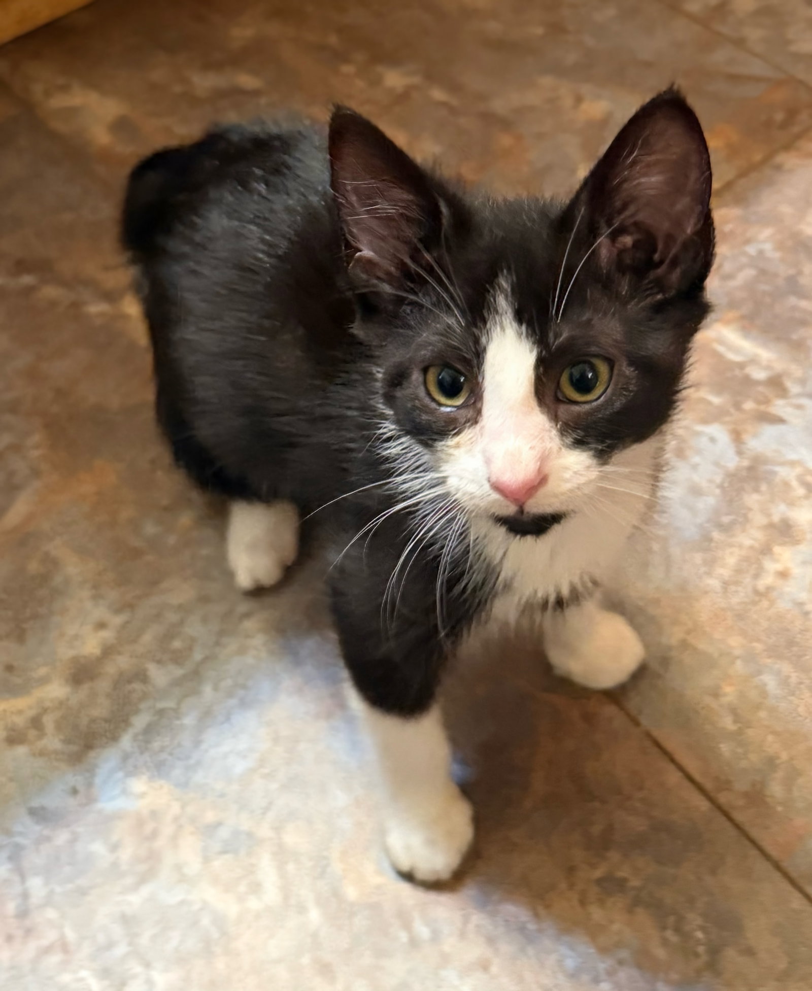 Java - Not at shelter (Kristy), photo 5