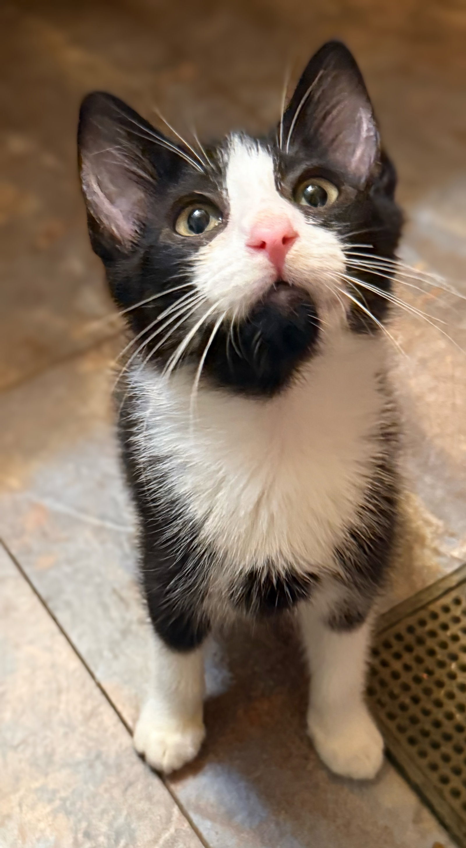 Java - Not at shelter (Kristy), photo 6