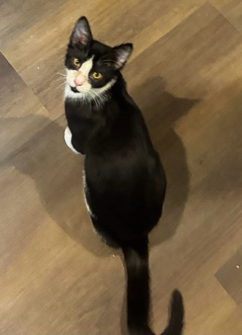 Java - Not at shelter (Kristy), a cat for adoption from Friends of Campbell County Animal Control