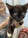 Guillermo - Not at the shelter (Kristy)