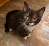 Guillermo - Not at the shelter (Kristy)