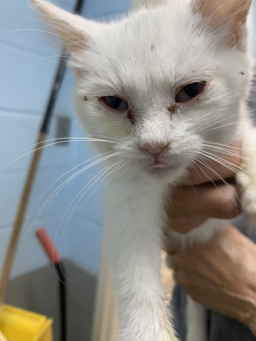Galao - At shelter