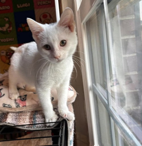Galao - At shelter, Baby Domestic Short Hair (short coat), cat for adoption in Lynchburg, Virginia