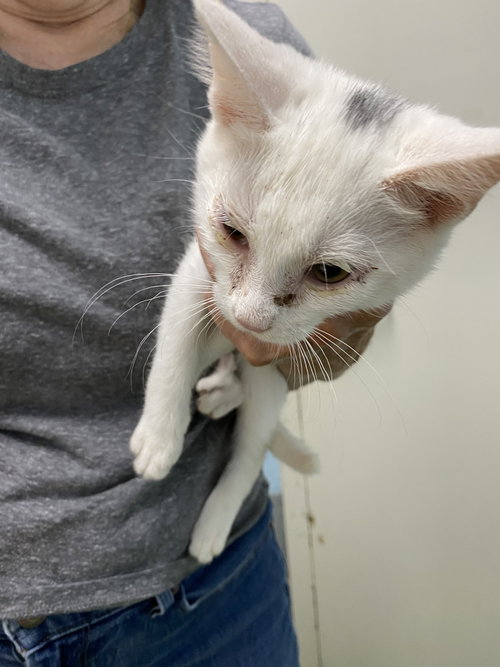 Cocoa - At shelter