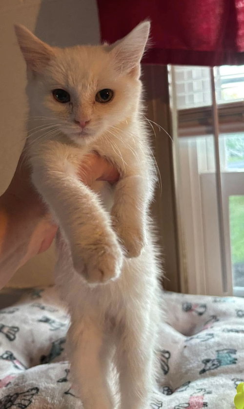 Cocoa - Not at shelter (Kristy), Baby Domestic Short Hair (short coat), cat for adoption in Lynchburg, Virginia