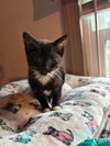Espresso - Not at shelter (Kristy) - Photo 2