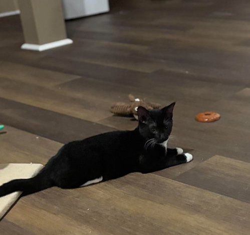 Espresso - Not at shelter (Kristy), a cat for adoption from Friends of Campbell County Animal Control