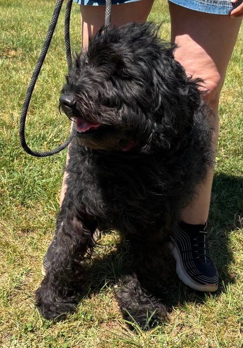 Abby: At Shelter photo 7