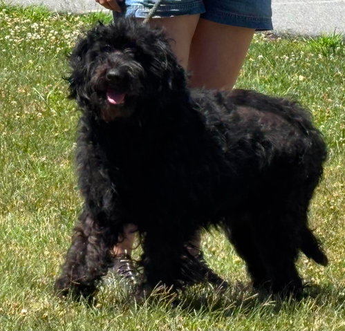 Abby: At shelter
