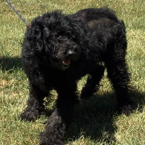 Abby: At Shelter photo 8