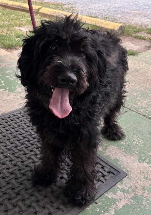 Abby: At Shelter photo 4