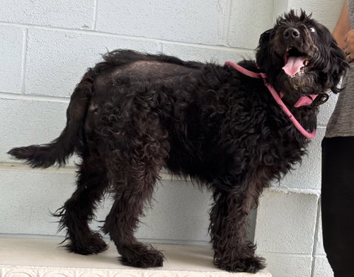 Abby: At Shelter photo 5