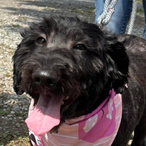 Abby: At Shelter photo 3