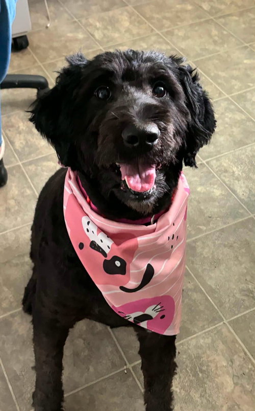 Abby: At Shelter photo 2