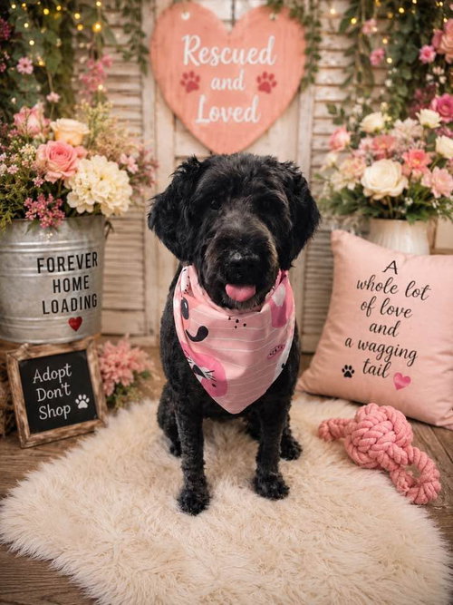 Abby: At Shelter