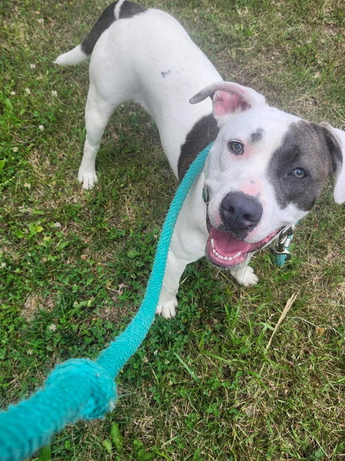 Nelly: At Shelter photo 4