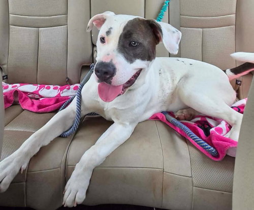 Nelly: At Shelter photo 2