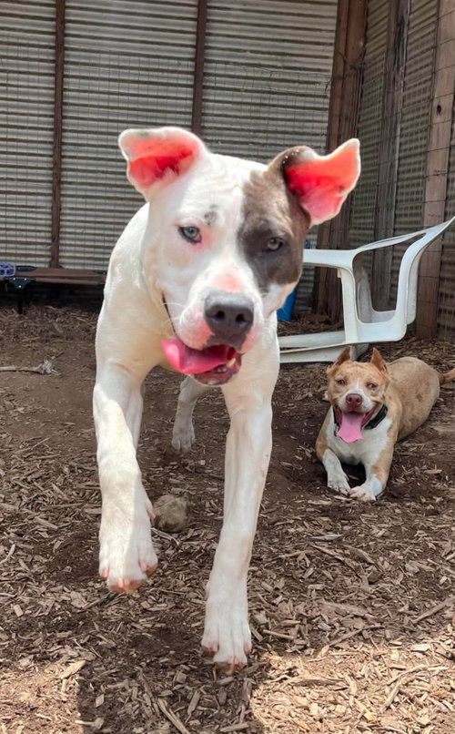 Nelly: At Shelter