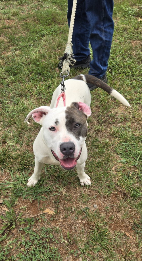 Nelly: At Shelter photo 5