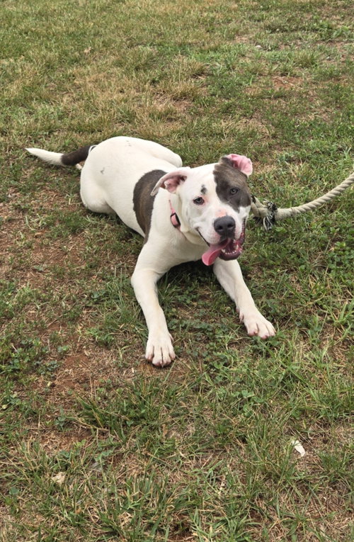 Nelly: At Shelter photo 6