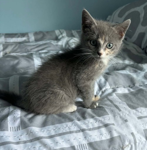 Gabby-Not at the Shelter (Kristy)